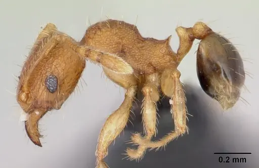 Pheidole parva - CASENT0055998