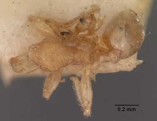 Pheidole parva - CASENT0102292