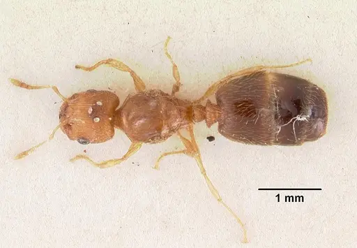 Pheidole parva - CASENT0102293