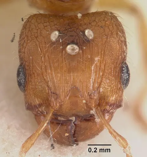 Pheidole parva - CASENT0102293