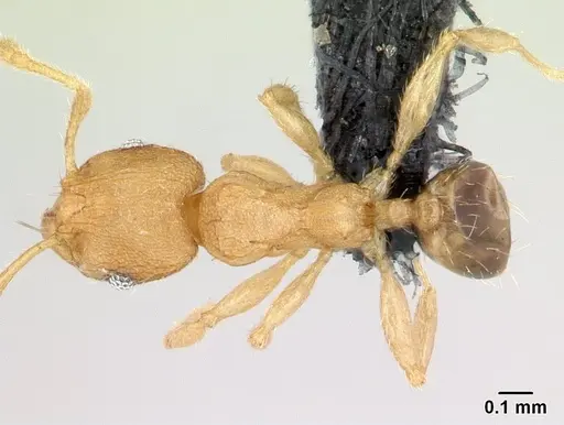 Pheidole parva - CASENT0133503