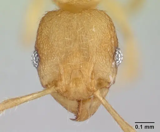 Pheidole parva - CASENT0133503