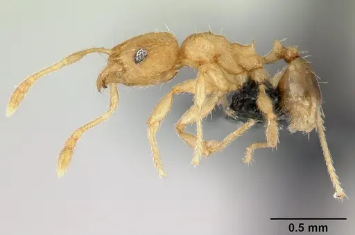 Pheidole parva - CASENT0133503