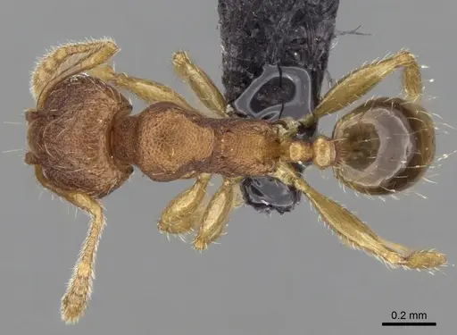 Pheidole parva - CASENT0160279