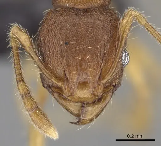 Pheidole parva - CASENT0160279