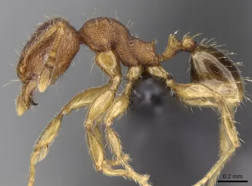 Pheidole parva - CASENT0160279