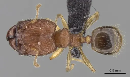 Pheidole parva - CASENT0160280