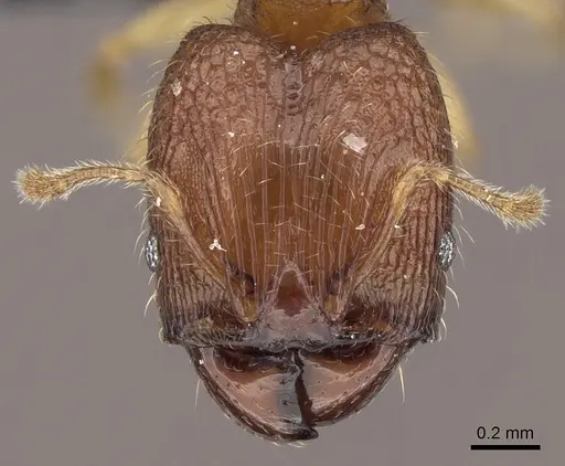 Pheidole parva - CASENT0160280