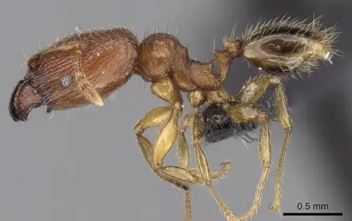 Pheidole parva - CASENT0160280