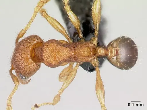 Pheidole parva - CASENT0160528