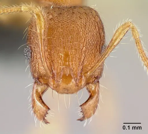 Pheidole parva - CASENT0160528