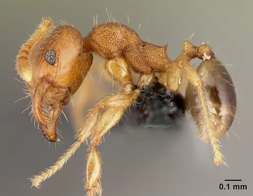 Pheidole parva - CASENT0160528