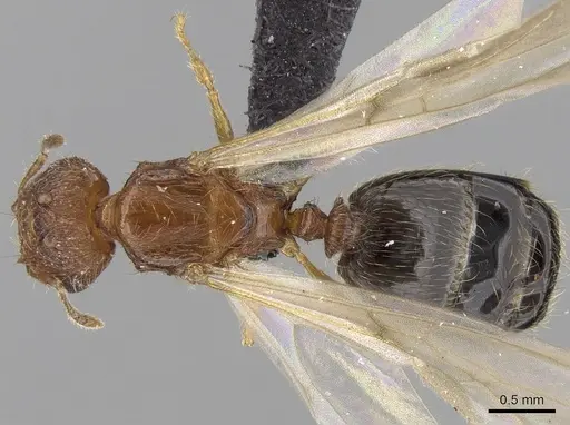 Pheidole parva - CASENT0160637