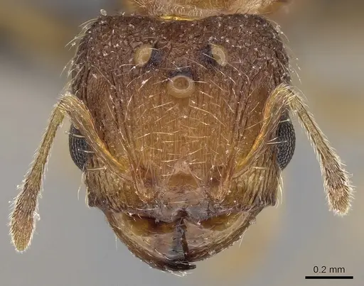 Pheidole parva - CASENT0160637