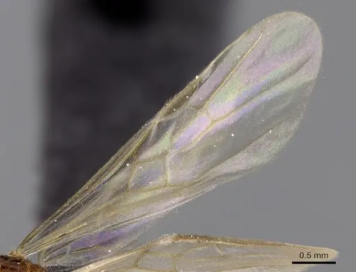 Pheidole parva - CASENT0160637