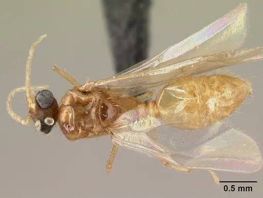 Pheidole parva - CASENT0160641