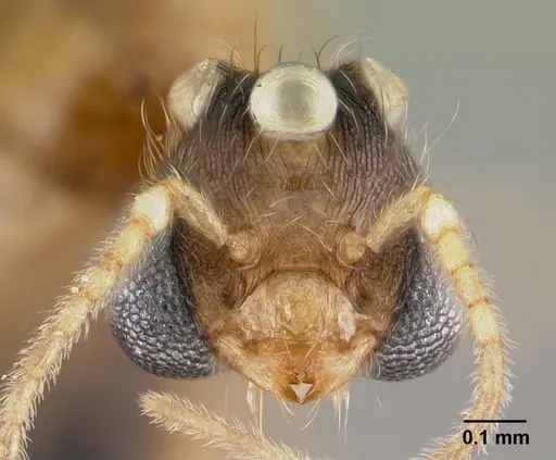 Pheidole parva - CASENT0160641