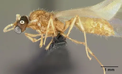 Pheidole parva - CASENT0160641