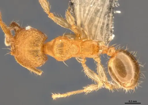 Pheidole parva - CASENT0199390