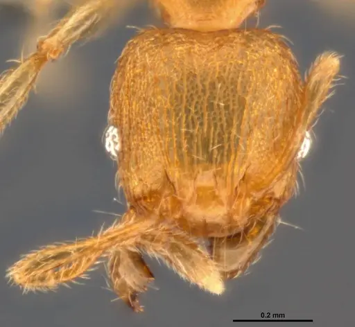 Pheidole parva - CASENT0199390