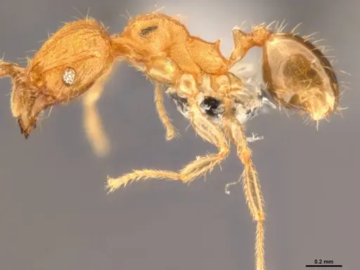 Pheidole parva - CASENT0199390