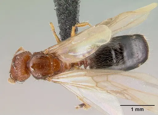 Pheidole parva - CASENT0217236