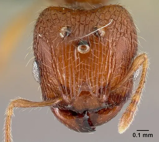 Pheidole parva - CASENT0217236