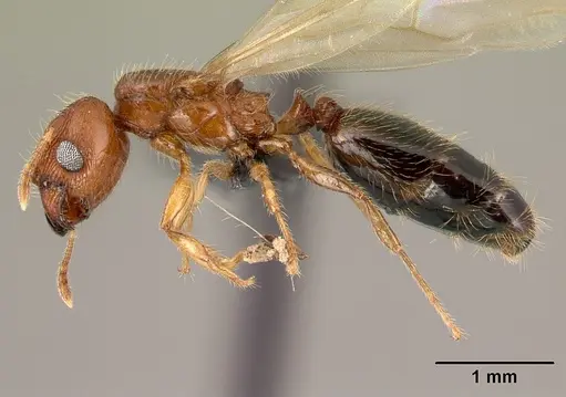 Pheidole parva - CASENT0217236