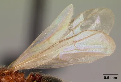 Pheidole parva - CASENT0217236