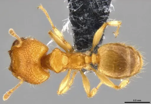 Pheidole parva - CASENT0219402