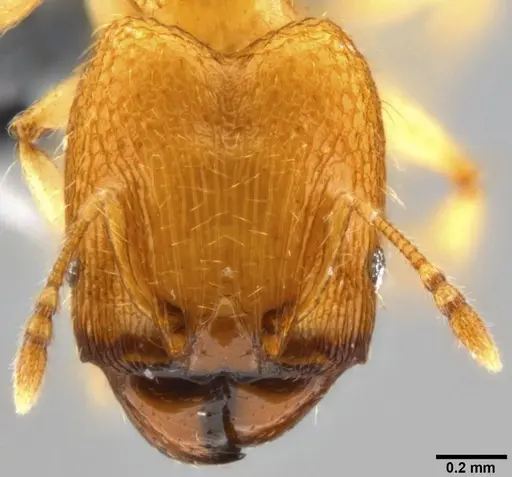 Pheidole parva - CASENT0219402