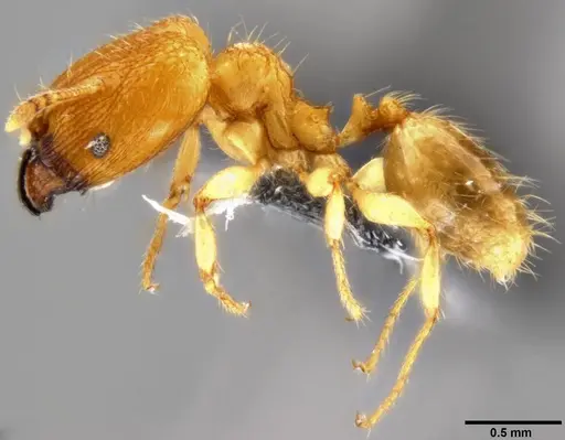 Pheidole parva - CASENT0219402