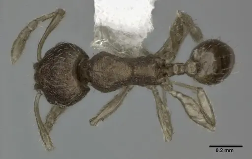 Pheidole parva - CASENT0246110