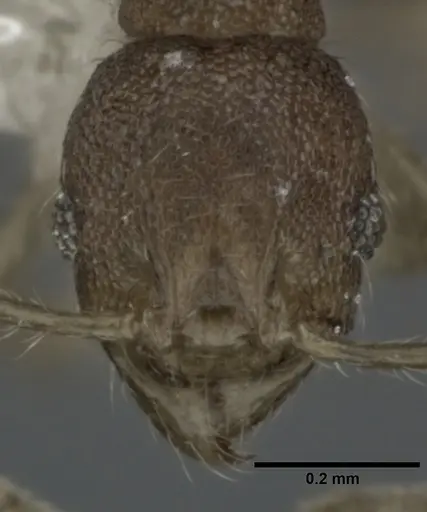 Pheidole parva - CASENT0246110