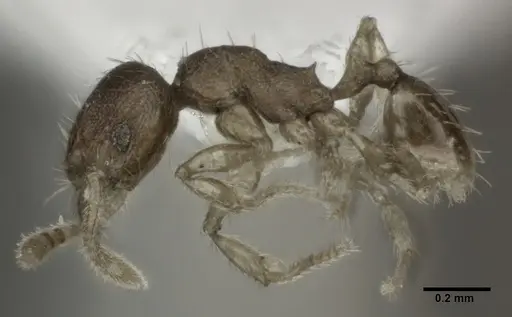 Pheidole parva - CASENT0246110