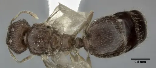 Pheidole parva - CASENT0246118