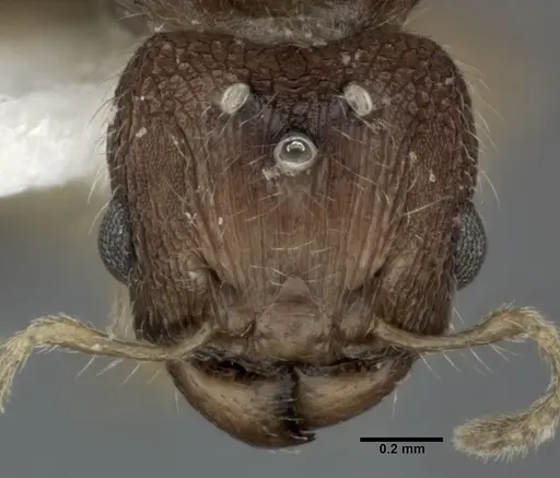 Pheidole parva - CASENT0246118