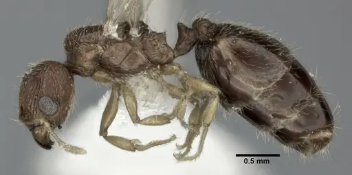 Pheidole parva - CASENT0246118