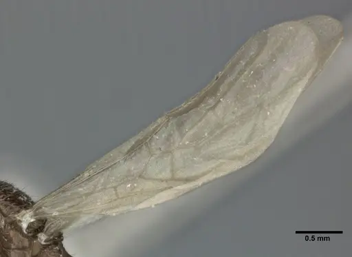 Pheidole parva - CASENT0246118