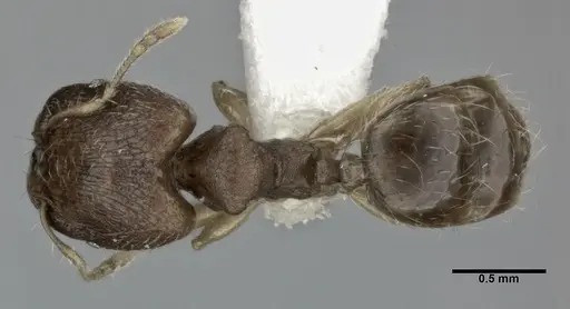 Pheidole parva - CASENT0246119