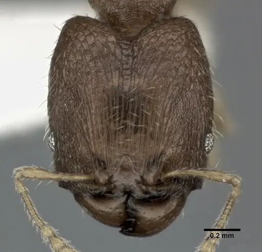 Pheidole parva - CASENT0246119