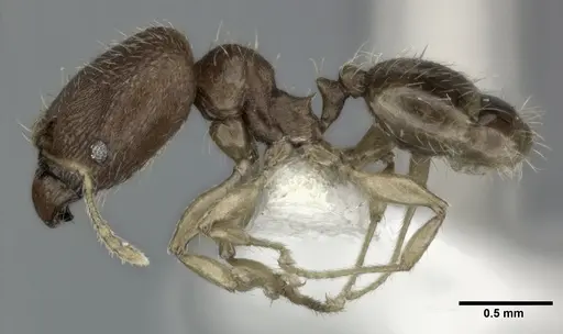 Pheidole parva - CASENT0246119
