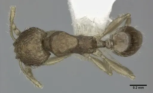 Pheidole parva - CASENT0246120