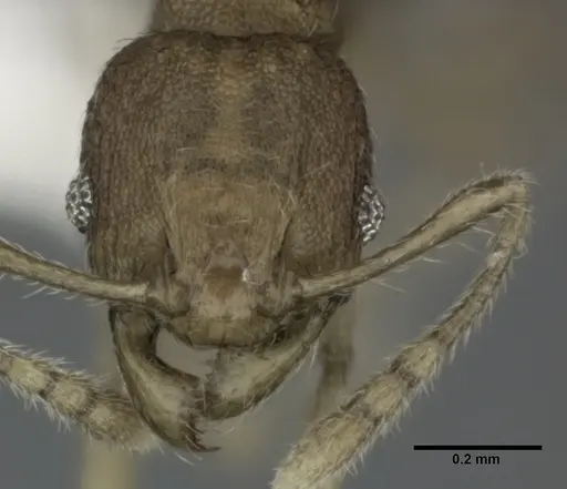 Pheidole parva - CASENT0246120