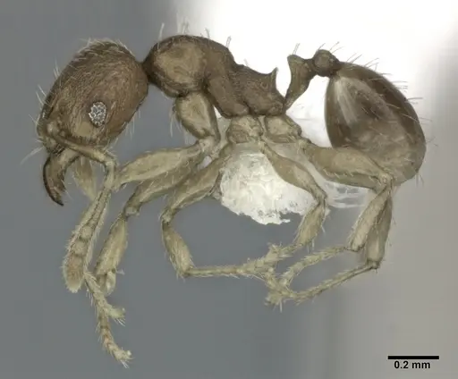 Pheidole parva - CASENT0246120