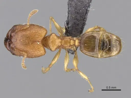 Pheidole parva - CASENT0249817