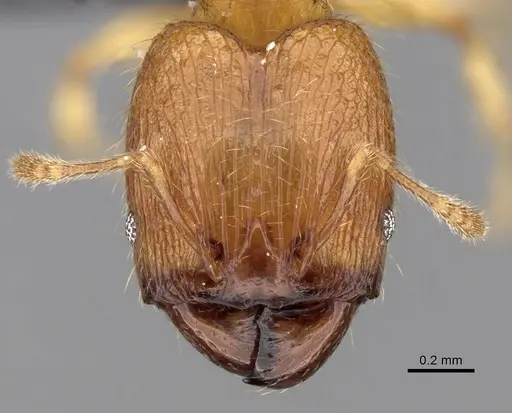 Pheidole parva - CASENT0249817