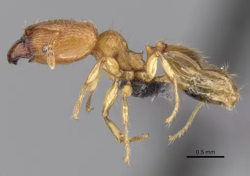 Pheidole parva - CASENT0249817