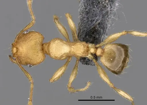 Pheidole parva - CASENT0263952