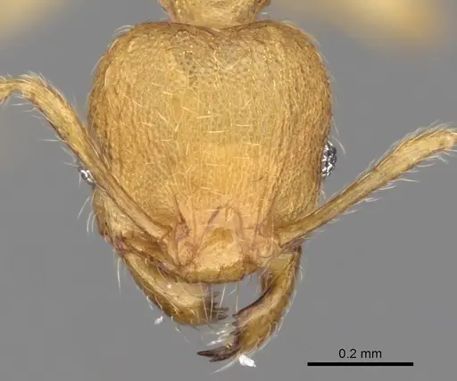 Pheidole parva - CASENT0263952